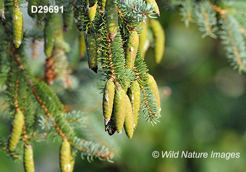 White Spruce (Picea glauca)